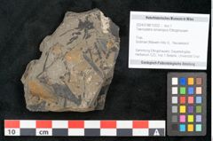 Foto (Objekt + Etikett) von Taeniopteris lomariopsis Ettingshausen (NHMW-GEO-2024-0188-10322)